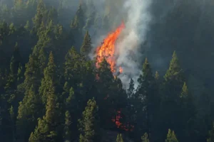 Forest Fire Prevention