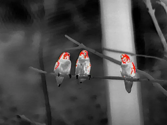 Thermal Imagers