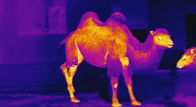 Thermal Imagers